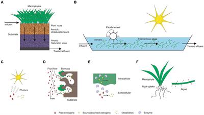 Nature based solutions for removal of steroid estrogens in wastewater